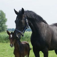 Musthaves voor jouw veulen