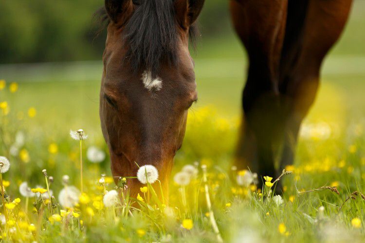 Schoon het voorjaar in. Een detox voor je paard to do or not to do?