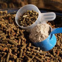 Hebben paarden een magnesium supplement nodig?