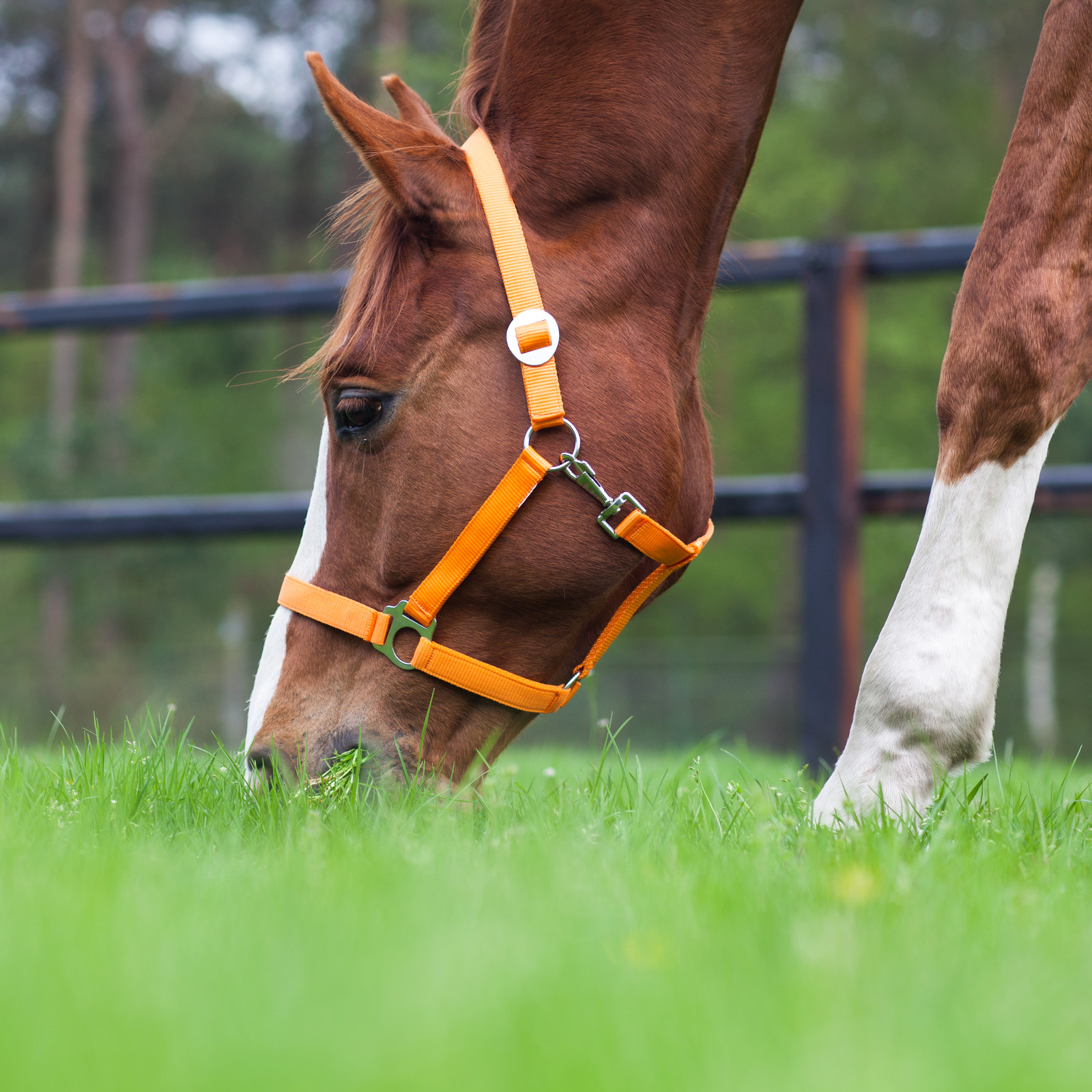 Tips om je paard te laten wennen aan vers gras