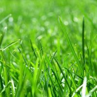 Gastblog NML Health: Gluco Balance voor jouw paard met overgewicht?
