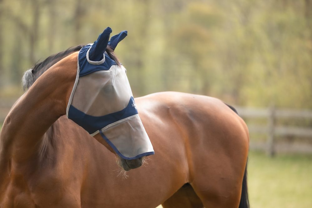 Fly Mask