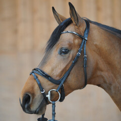 Kavalkade Bridle Ivana 