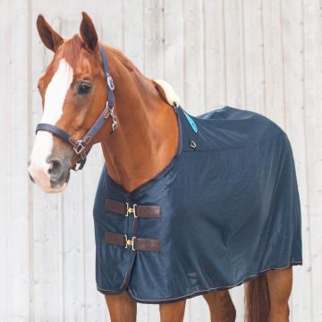 Kentucky magnetic recuptex rug