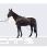 Equine legcooler 