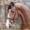 Kavalkade Bridle Florina