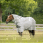 Horseware Newmarket Fly Rug Plus