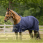 QHP Summer rug