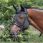 Back on Track Calming cap with ears 'Spirit' 
