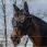 Equitheme Fly Mask UV Supercut