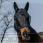 Equitheme Fly Mask UV Anatomic