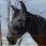 Equitheme Fly Mask UV Hood