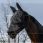 Equitheme Fly Mask UV Zipper