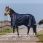 Equithème Turnout Rug Classic 1200D High Neck