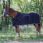 Riding World Fleece Rug Polar