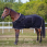 Equithème Fleece Rug Polyfun
