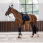 LeMieux Saddle Pad Dressage Crystal