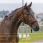 Riding World Headcollar Fine Ethological