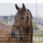 Riding World Headcollar Fine Ethological With Lead Rope