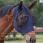 QHP Fly Mask Super bug-Navy-Full