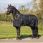 QHP Regendeken turnout Big neck 0gr