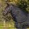 QHP Losse hals turnout Big neck 150gr
