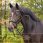 QHP Bridle Sunset Dressage