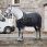 Horseware Autumn Cooler