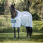 Amigo Bug Rug Azure Blue