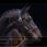 Amigo padded headcollar