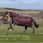 LeMieux Arika Ripstop 200g Turnout Rug