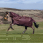 LeMieux Arika Ripstop 0g Turnout Rug
