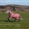 LeMieux Arika Star Turnout Rug 0g