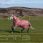 LeMieux Arika Star Turnout Rug 100g