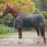 Back on Track staldeken Millie 100 gram