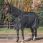 Back On Track Outdoor Rug Obsidian 0G