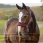 LeMieux Breakaway Vogue Headcollar & Leadrope