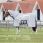 Bucas Buzz Off X Big Neck Vliegendeken