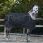 Bucas Regendeken Irish Turnout 100 gr