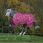Bucas Freedom Turnout 150 gr Raspberry
