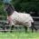 Bucas Freedom Hazelnut