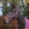 Bucas Headcollar Dublin Raspberry
