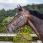 Dy'on Bridle Large Noseband 'Dressage'