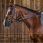 Dy'on Leather Draw Reins + rope 'Working'