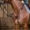 Dy'on Running Martingale ''Working''