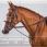 dyon hunter martingaal