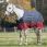 Equitheme Turnout Rug 50gr