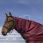 Equitheme Tyrex 1200D Neck Cover 0gr Burgundy