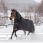 Bucas Irish Turnout Light + Neck