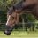 QHP Grazing Muzzle